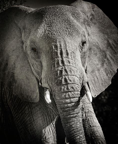 Elephant Portrait In Black And White Photograph By Vicki Jauron Fine