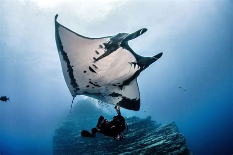 Giant Manta Rays Of The Pacific Are Deep Ocean Predators Scuba Diving