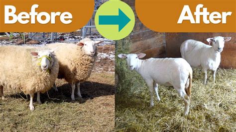 Sheep Shearing Timelapse Incredible Sheep Transformation Youtube