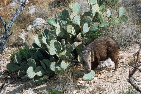 Out of over a hundred species of eucalyptus trees that grow in australia, the koala feeds only on twelve, and will only eat leaves at a particular stage of. Javelina Eating Prickly Pear Cactus Photograph by Gerald C ...