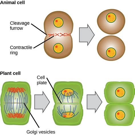 Animal Cell Interphase Labeled Meiosis Cell Division Biology Article