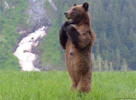 11 Amazing Facts About Canadas Bear Species Canadian Geographic