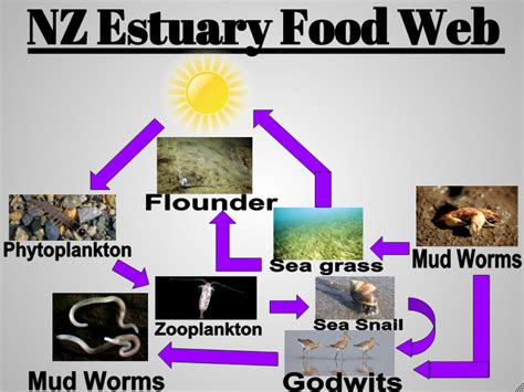 Hajera Nz Estuary Food Web