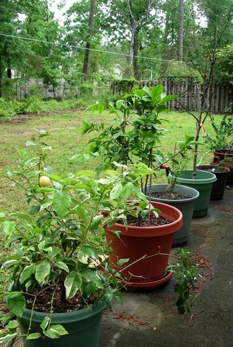 12 Best Images About Fruit Trees In Containers On
