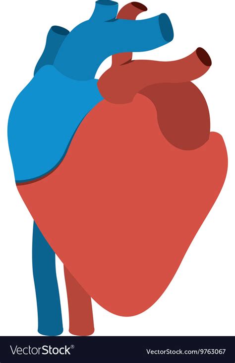 Human Heart Anatomy Isolated Icon Design Vector Image