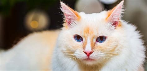 Flame Ragdoll Is This The Prettiest Point Color Of All