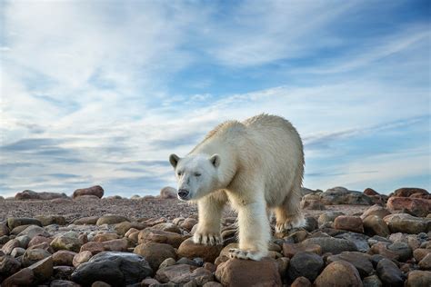 Polar Bear Hudson Bay Nunavut Canada Paul Souders Worldfoto