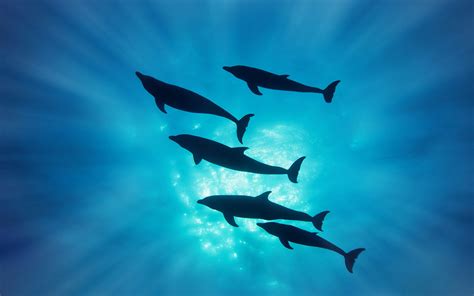 Dolphins Dolphin Ocea Sea Underwater A Wallpaper 1920x1200 80299