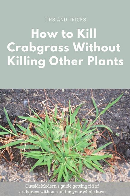 How To Kill Crabgrass In Lawn