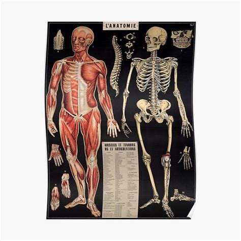 Anatomy Overlay Chart Anatomical Overlays Ideas Anatomy For Artists