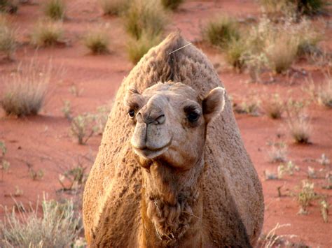 Wildlife: !Camels!