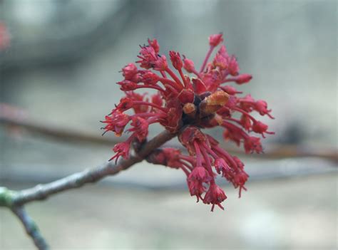 Learn about japanese maple tree care and pruning, explore some of the many varieties of japanese maples, and why these trees are great for container planting. Blooming Brief- April 20th