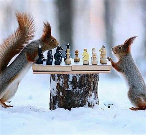 Any One Can Play Chess Squirrel Funny Cute Squirrel Squirrel