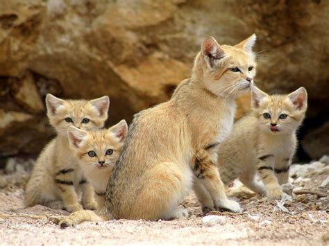 Maybe you would like to learn more about one of these? Quite perfect Pakistan sand cat