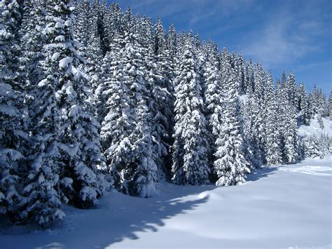 Free Stock Photo Of Snow Covered Forest Of Pine Trees