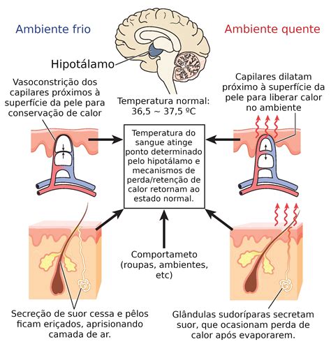 Temperatura Corporal Termorregulación Fisiología Humana Definiciones Y Conceptos