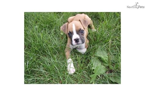 Puppies (puppy) a young dog the puppies is a child hip hop duo composed of brother and sister calvin big boy mills and tamara dee mills. Boxer puppy for sale near Des Moines, Iowa | 69f21ed2-b841