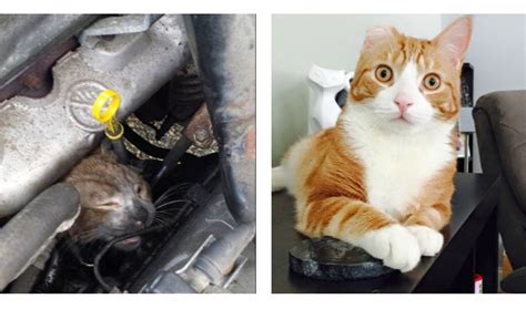 10 Before-And-After Photos of Rescued Animals That Will Restore Your