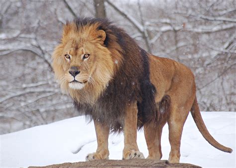 Archivoafrican Lion Panthera Leo Male Pittsburgh 2800px