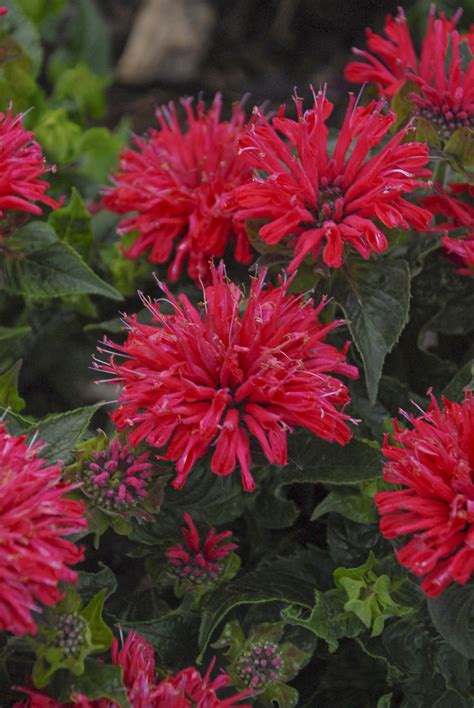 Used to ask someone to repeat what they.: 'Pardon My Cerise' - Bee Balm - Monarda didyma | Proven ...