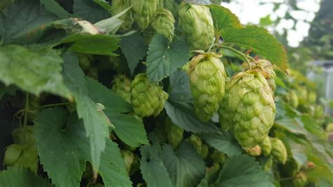 Growing Hops: Planting | Old Town Brewery - Swindon
