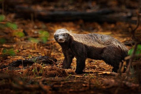 Ratel Définition Ratel