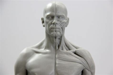 Anatomy Anatomy Art Blender Models