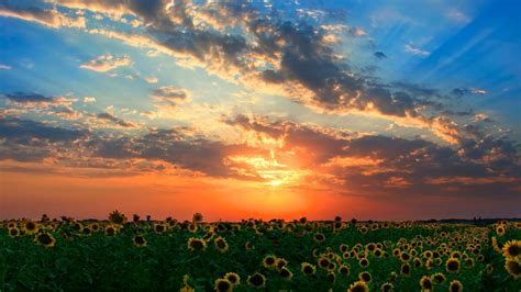 Sunset Sunflowers Wallpapers Hd Desktop And Mobile Backgrounds