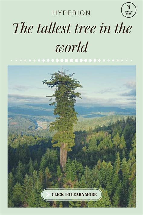 Hyperion The Worlds Tallest Living Tree Tree Sequoia Sempervirens