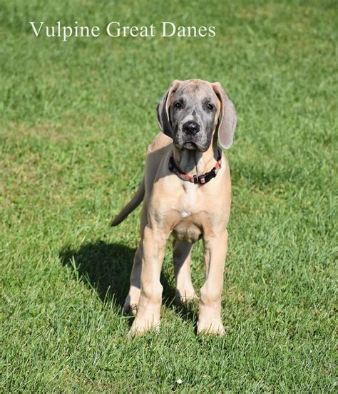 All the puppies are doing so well, extremely playful, confident and adventurous. Great Dane Puppies Denver Colorado