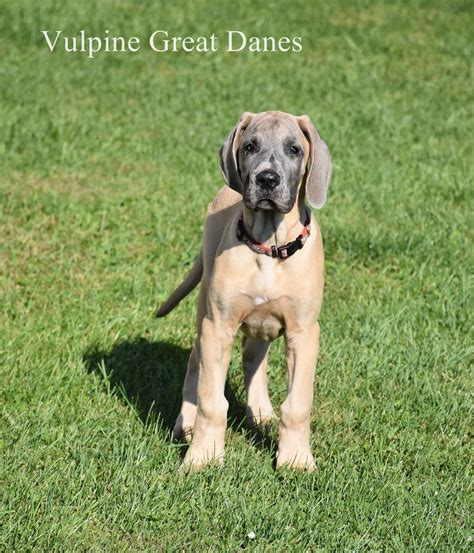 We are in home breeders of akc health tested great dane puppies and strive for excellent temperament and health. Great Dane Puppies Denver Colorado