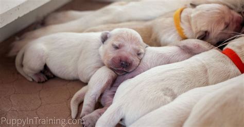 Smart, loving, loyal and loves children and other animals. English Cream Golden Retriever Puppies From Newborn To 8 ...
