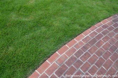 Check spelling or type a new query. Zoysia Recovers From Winter Kill & Raccoons Peel Back Sod