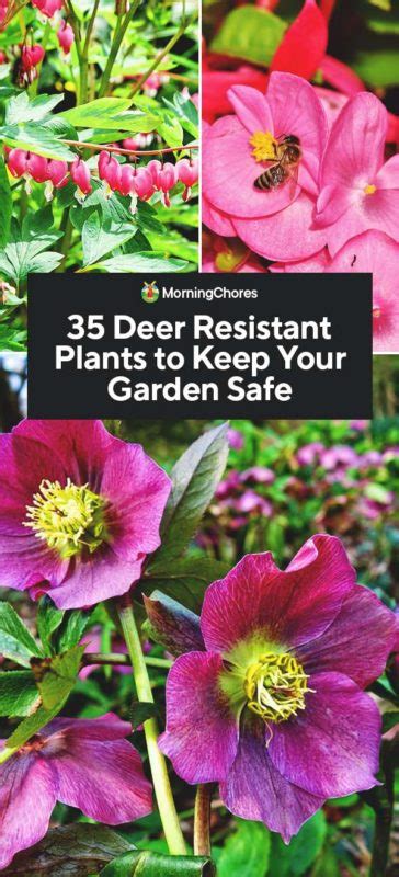 35 Deer Resistant Plants To Keep Your Garden Safe Homesteading Alliance