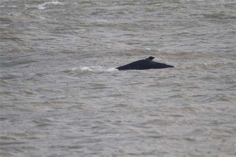 The whale traveled hundreds of miles off course into waters that would not suit her. Sciency Thoughts: Humpback Whale spotted im the Thames ...