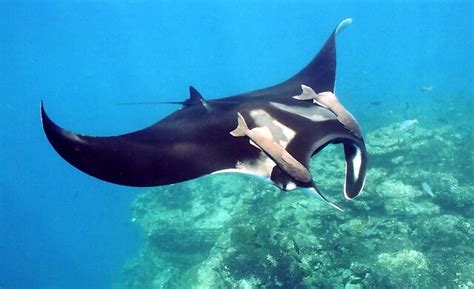 Manta Ray Facts And Pictures Animal Wildlife