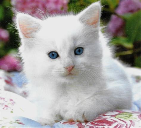 With tenor, maker of gif keyboard, add popular white fluffy kitten animated gifs to your conversations. Cute Little Fluffy White Kitten - Aww! | Fluffy animals ...