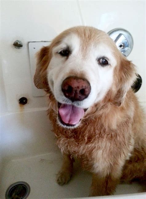Say hello to the best pet insurance ever made. Mobile Dog Grooming Cuts Time and Fur | Healthy Paws Pet ...