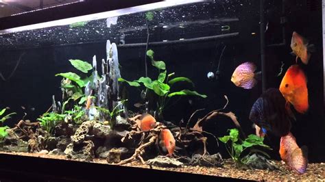 120 Gallons Discus Fish Tank Aquarium Update Youtube