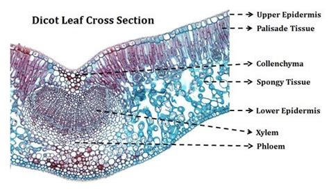 Cross Section Of A Leaf Microscope