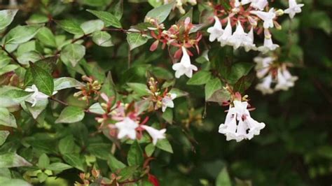 How To Grow And Care For Abelia Planting Shrubs Garden Centerpiece