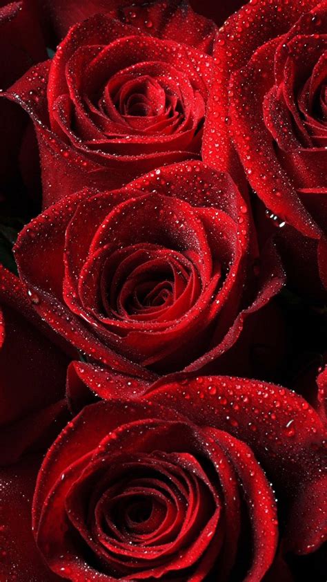 Download Romantic And Beautiful Rose Flowers Wallpaper