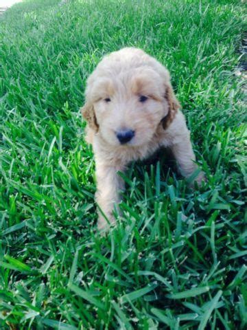 You're welcome to fly in and we'll meet you at the airport; ** RARE ** Copper AKC Labradoodle puppies for Sale in ...
