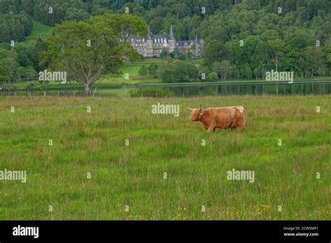 Highland Cattle With Scottish Castle In Distance In The Trossachs Stock