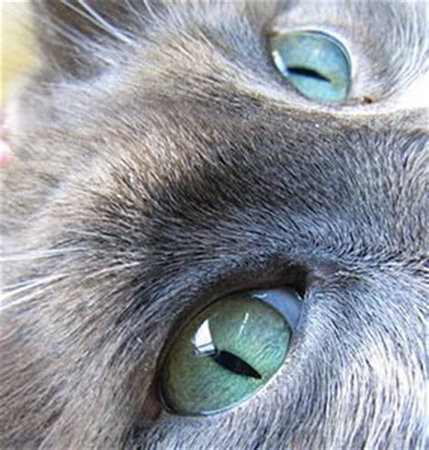 Symptoms and signs, which may be. Feline Conjunctivitis
