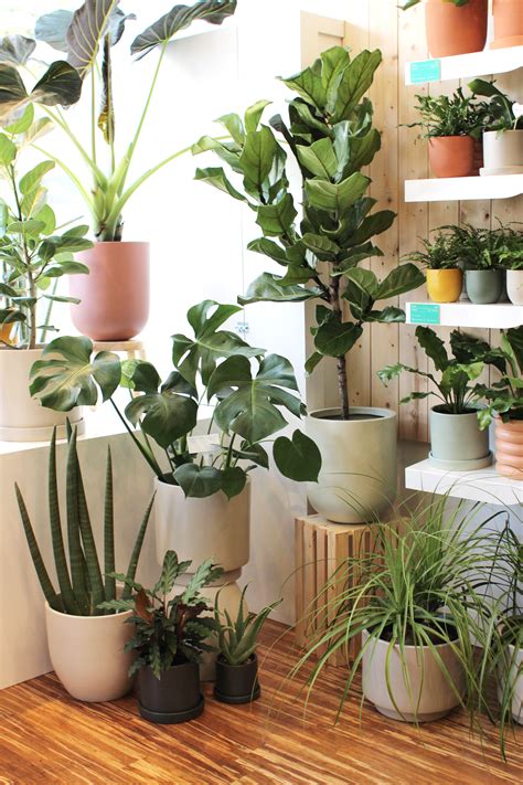 The Sill Just Opened A New Store In San Francisco Plant Decor Indoor