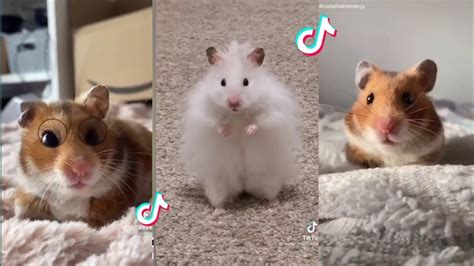 Tiktoks That Shows How Chaotic Hamsters Are Tiktok Compilation Youtube