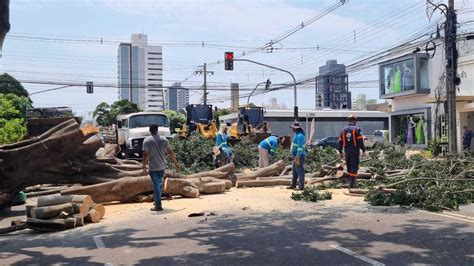 Principais prejuízos de temporal são quedas de árvores Capital