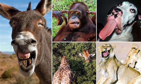 Funny Faces Of Animals