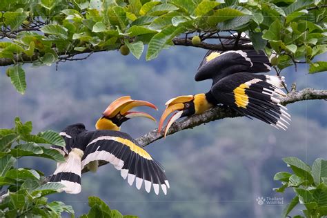 Birds Thailand Wildlife
